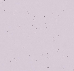 Линолеум Forbo Sphera Energetic 50234 lilac фото 1 | FLOORDEALER